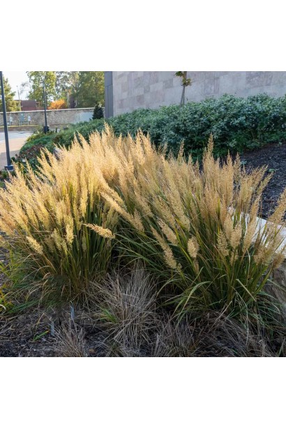 Війник коротковолосистий-сизе або блакитно-зелене листя